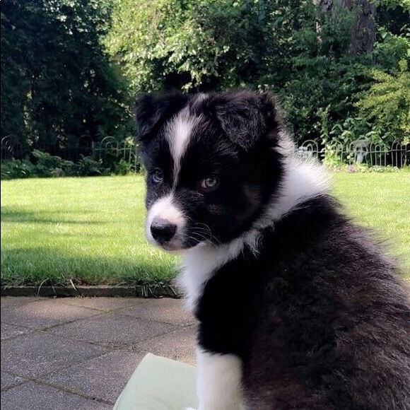 Meet your Posher, Luke - Picture 1 of 1